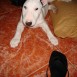 thais