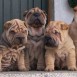 shar peis do montegaia