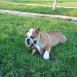 BRUTUS 7 MESES