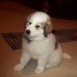 mi perro