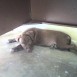 Mi pit Natasha