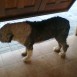 Mis Mascotas