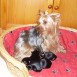 Cachorritos