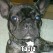 TADIA