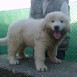 cachorros