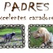 VENDO CACHORROS SETTER INGLÉS