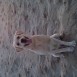 Yako