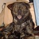 Pumba 1 año 4 meses