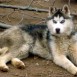 MIS HUSKYS SIBERIANOS