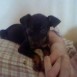 Mandy>Cuando era cachorro.