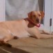 lorolain(lola)