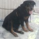 Mis rotty