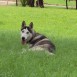 okami en el parque 