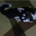 Maya