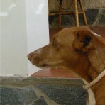 CANELA