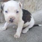 Luca