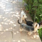 Cuca