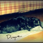 Duque