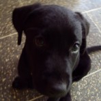 Hachi