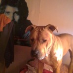 Neron