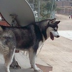 Sammy