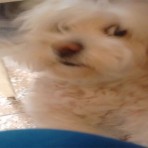Bebe