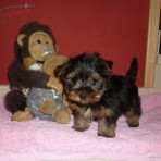 Stacey y Terry