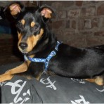 Rosco
