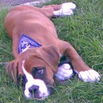 Golfo