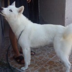 Peluza