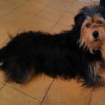 Toby