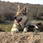 Tino