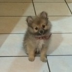 Lorenzo