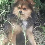 Lucas