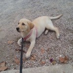 Brenda