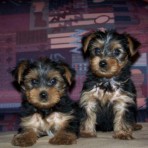 Yorkie cachorros para su aprobación