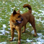 Chiky