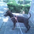 Moka