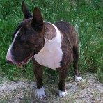 Kimbo