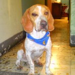 Douglas