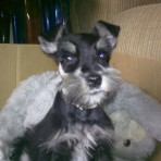 Rocko
