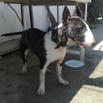 Oddy