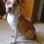 Dominic