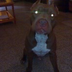 Zeus pitbull red nose