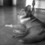 Toby