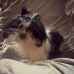 Lupe