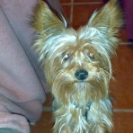 Otto
