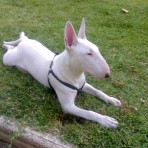 Neron