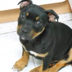 CACHORRO SI NOMBRE