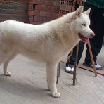 Plateado(blanco)